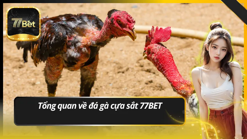 Tổng quan về đá gà cựa sắt 77BET