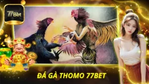 Đá Gà Thomo 77BET
