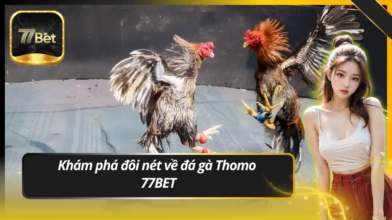 Khám phá đôi nét về đá gà Thomo 77BET