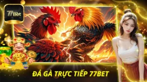 Đá Gà Trực Tiếp 77BET