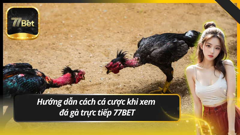 Hướng dẫn cách cá cược khi xem đá gà trực tiếp 77BET